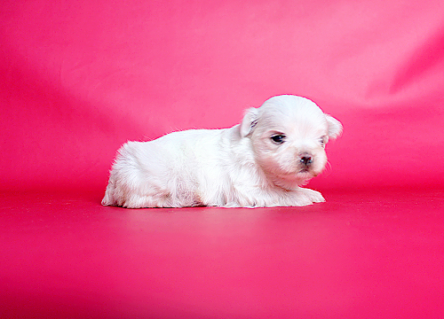 ブリーダー直接販売のマルチーズの子犬