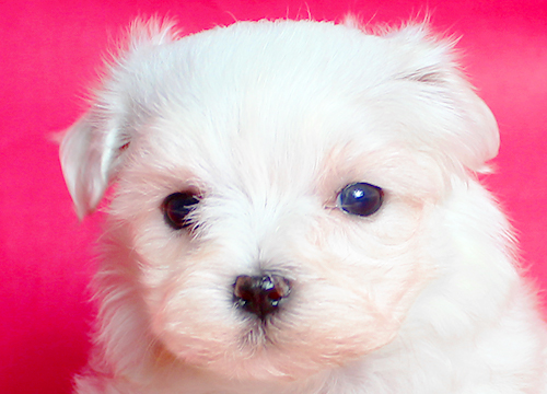 ブリーダー直接販売のマルチーズの子犬