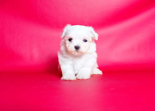 ブリーダー直接販売のマルチーズの子犬