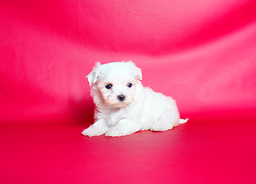 ブリーダー直接販売のマルチーズの子犬