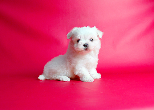 ブリーダー直接販売のマルチーズの子犬