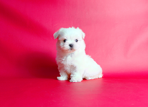 ブリーダー直接販売のマルチーズの子犬