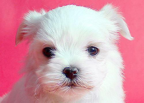 ブリーダー直接販売のマルチーズの子犬