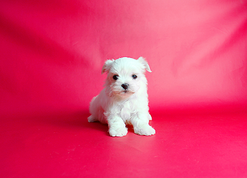 ブリーダー直接販売のマルチーズの子犬