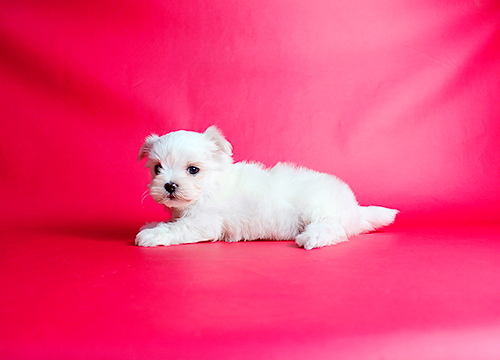 ブリーダー直接販売のマルチーズの子犬