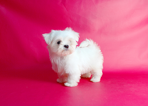 ブリーダー直接販売のマルチーズの子犬