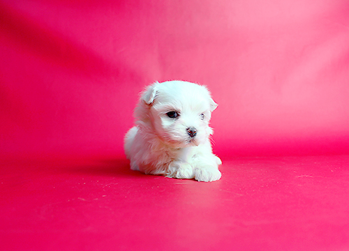 ブリーダー直接販売のマルチーズの子犬