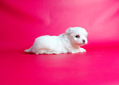 ブリーダー直接販売のマルチーズの子犬