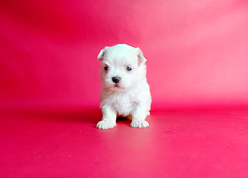 ブリーダー直接販売のマルチーズの子犬