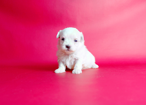 ブリーダー直接販売のマルチーズの子犬