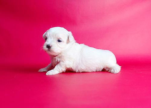 ブリーダー直接販売のマルチーズの子犬