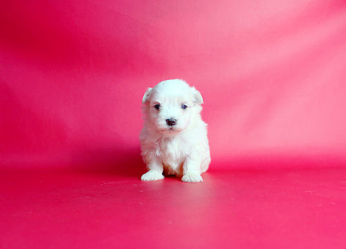 ブリーダー直接販売のマルチーズの子犬