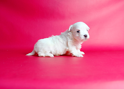 ブリーダー直接販売のマルチーズの子犬