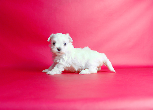 ブリーダー直接販売のマルチーズの子犬