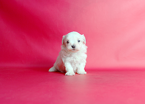 ブリーダー直接販売のマルチーズの子犬