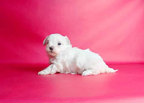 ブリーダー直接販売のマルチーズの子犬