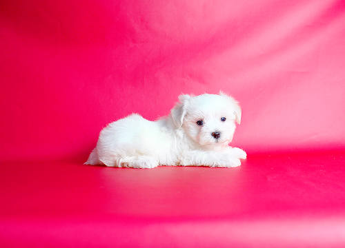 ブリーダー直接販売のマルチーズの子犬