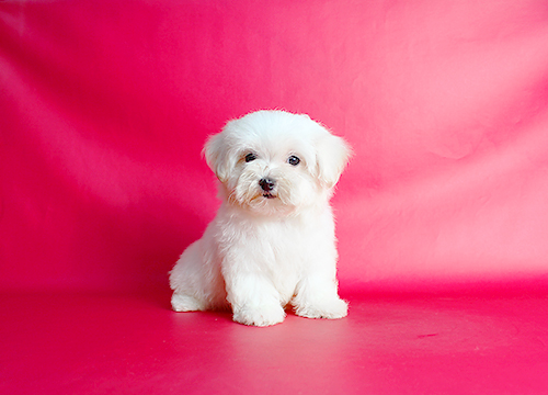 ブリーダー直接販売のマルチーズの子犬