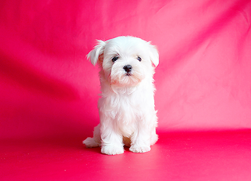 ブリーダー直接販売のマルチーズの子犬