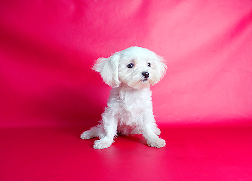 ブリーダー直接販売のマルチーズの子犬