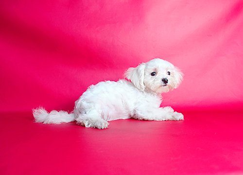 ブリーダー直接販売のマルチーズの子犬