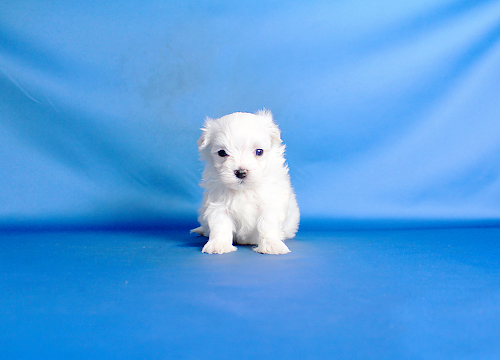 ブリーダー直接販売のマルチーズの子犬