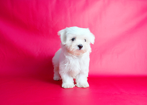 ブリーダー直接販売のマルチーズの子犬