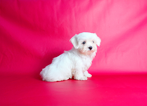 ブリーダー直接販売のマルチーズの子犬