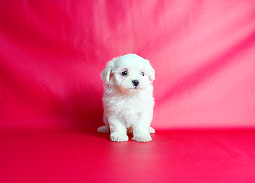 ブリーダー直接販売のマルチーズの子犬