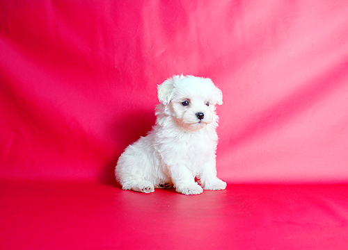 ブリーダー直接販売のマルチーズの子犬