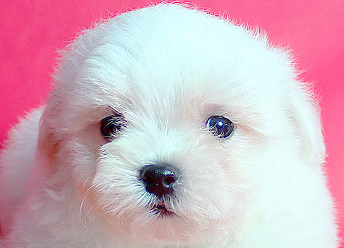ブリーダー直接販売のマルチーズの子犬