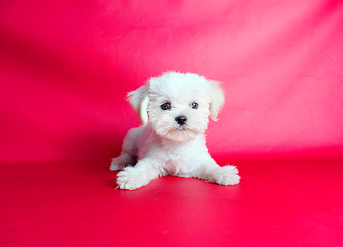 ブリーダー直接販売のマルチーズの子犬