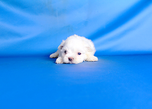 ブリーダー直接販売のマルチーズの子犬