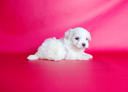 ブリーダー直接販売のマルチーズの子犬