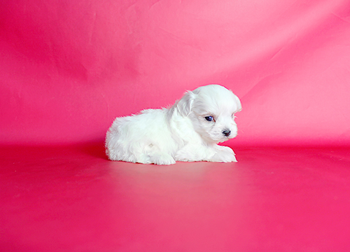 ブリーダー直接販売のマルチーズの子犬