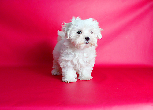 ブリーダー直接販売のマルチーズの子犬