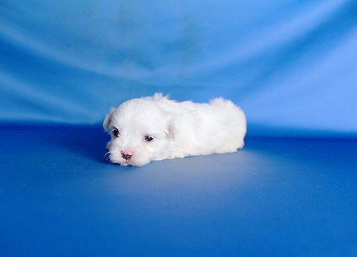 ブリーダー直接販売のマルチーズの子犬