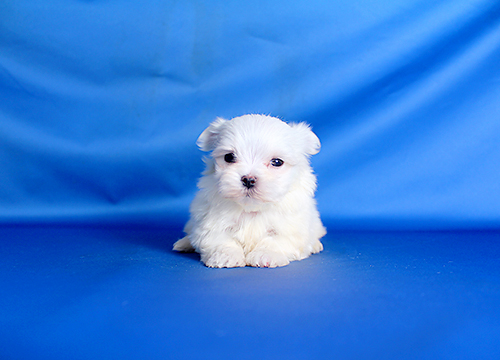 ブリーダー直接販売のマルチーズの子犬