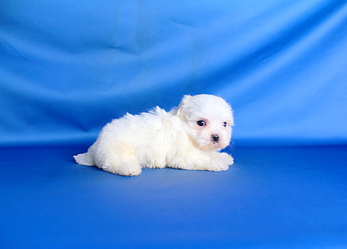 ブリーダー直接販売のマルチーズの子犬