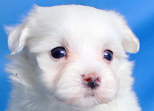 ブリーダー直接販売のマルチーズの子犬