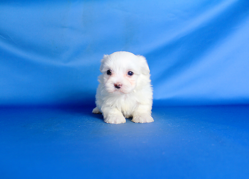 ブリーダー直接販売のマルチーズの子犬