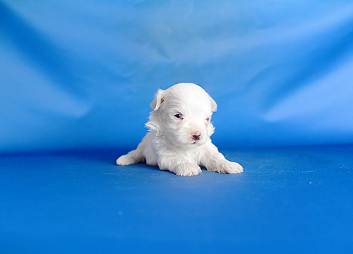 ブリーダー直接販売のマルチーズの子犬