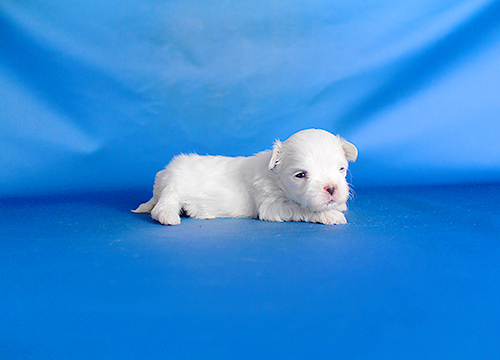 ブリーダー直接販売のマルチーズの子犬