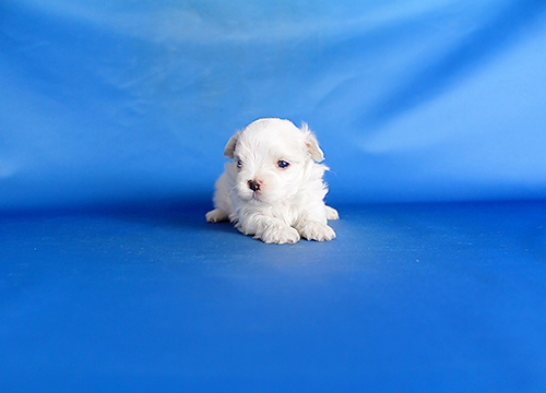 ブリーダー直接販売のマルチーズの子犬