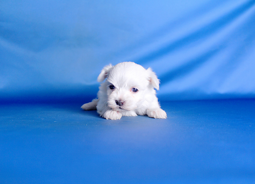 ブリーダー直接販売のマルチーズの子犬