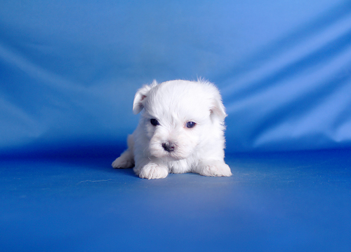 ブリーダー直接販売のマルチーズの子犬