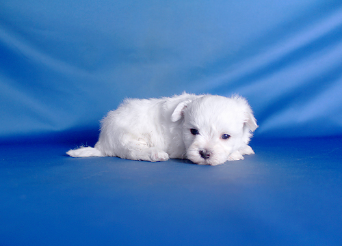 ブリーダー直接販売のマルチーズの子犬