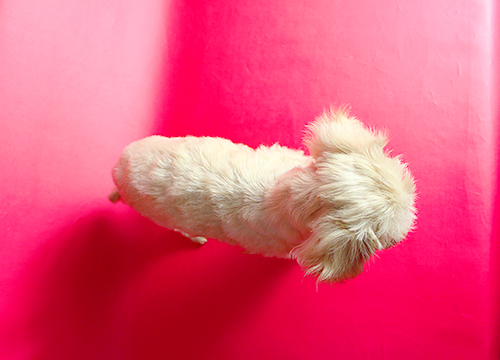ブリーダー直接販売のミックス犬・マルプー(マルチーズ×プードル)の子犬