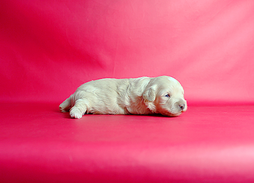 ブリーダー直接販売のミックス犬・マルプー(マルチーズ×プードル)の子犬