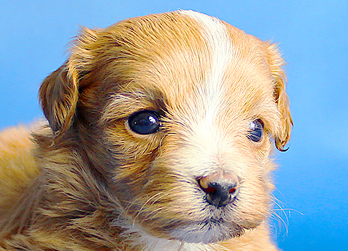ブリーダー直接販売のミックス犬・マルプー(マルチーズ×プードル)の子犬